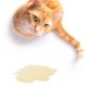 Als je kat in huis plast